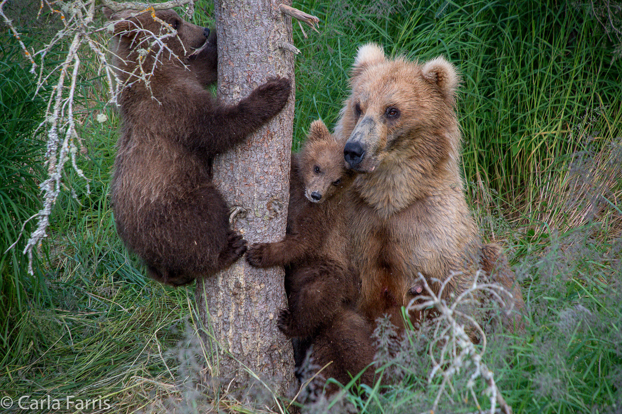 Grazer (128) & cubs