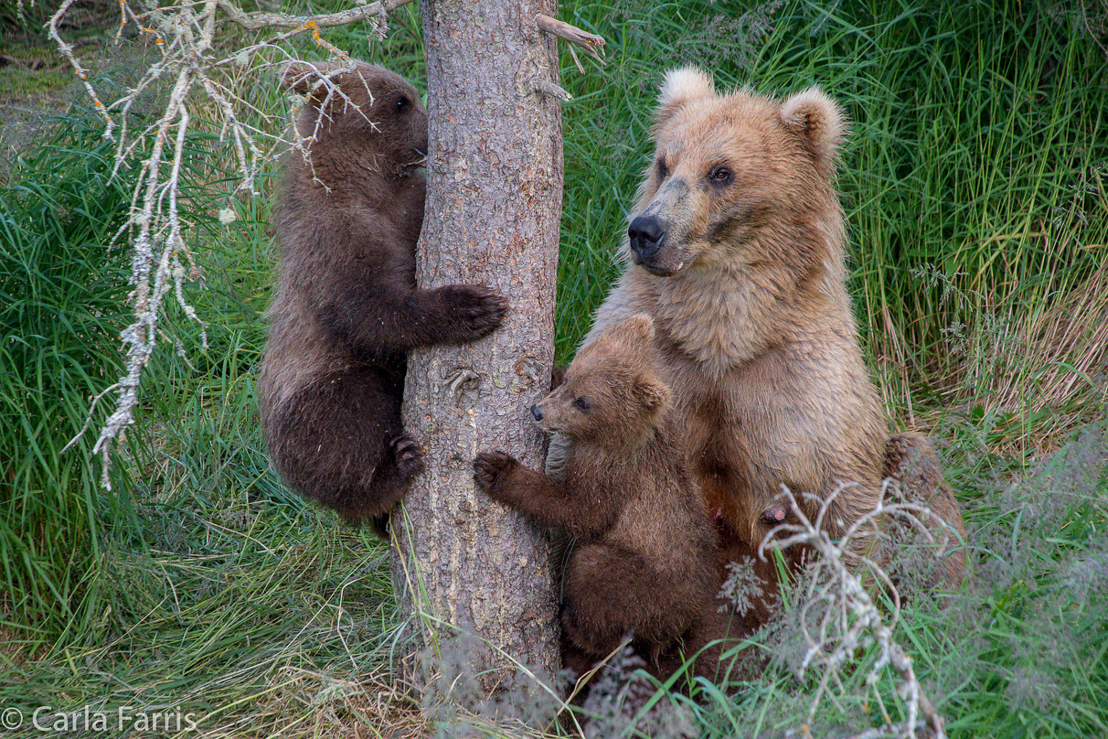 Grazer (128) & cubs