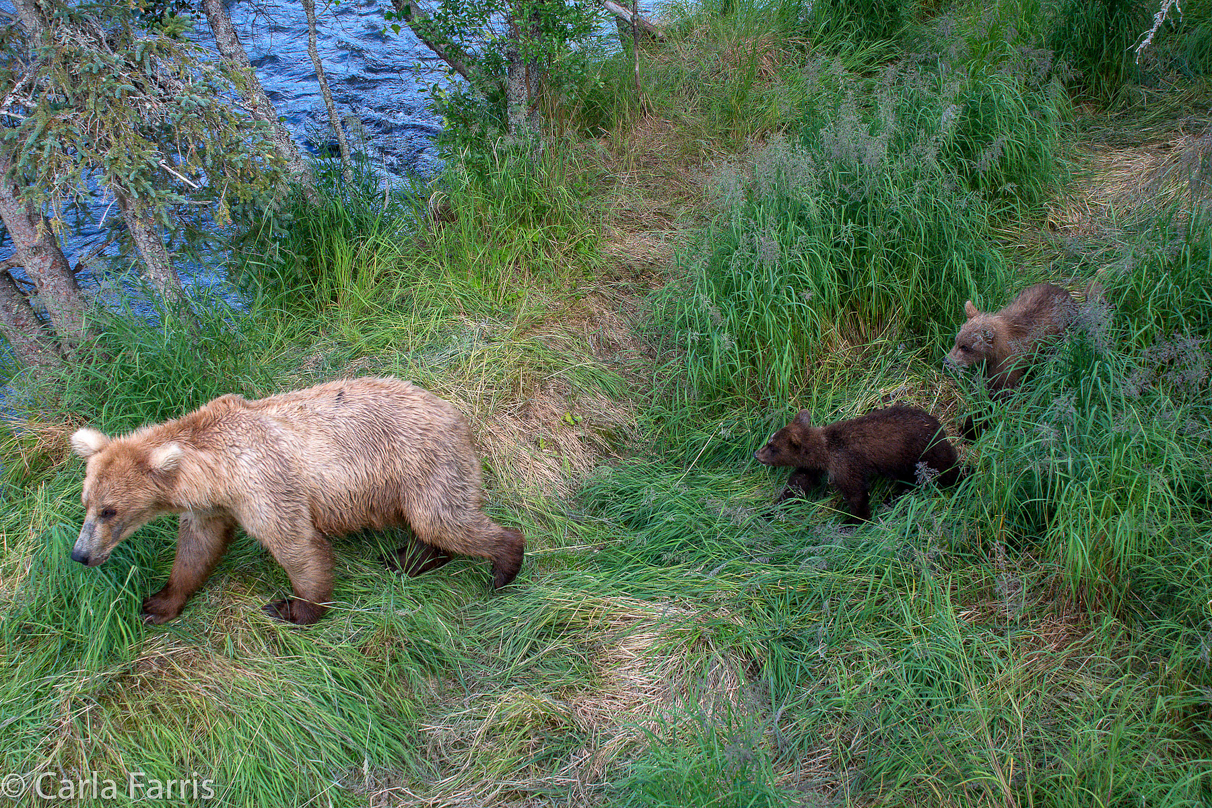 Grazer (128) & cubs