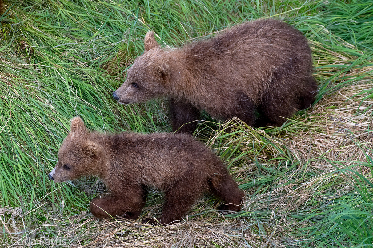 Grazer (128) cub(s)