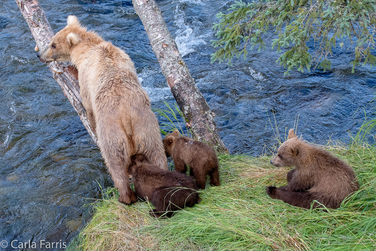 Grazer (128) & cubs