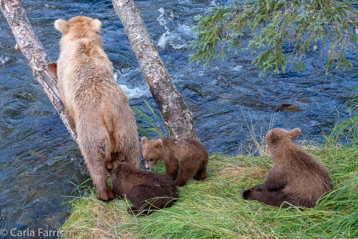 Grazer (128) & cubs