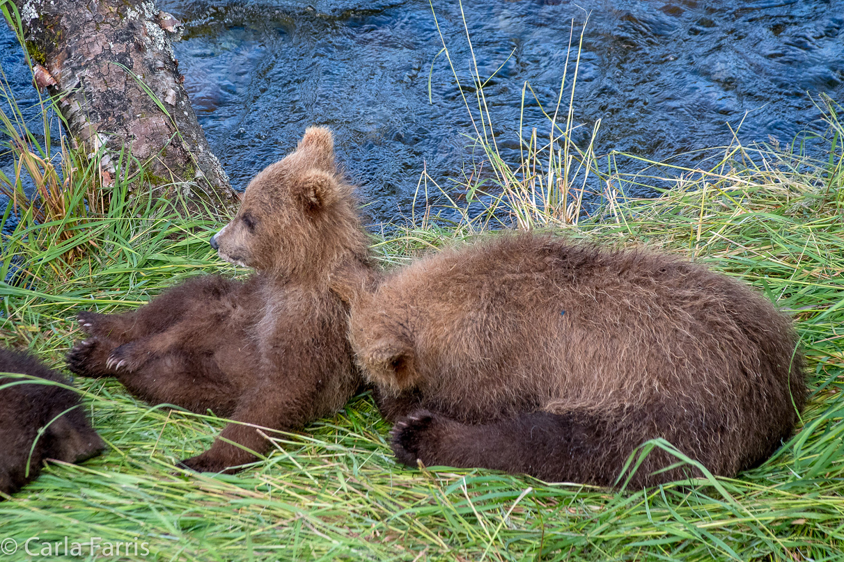 Grazer (128) cub(s)