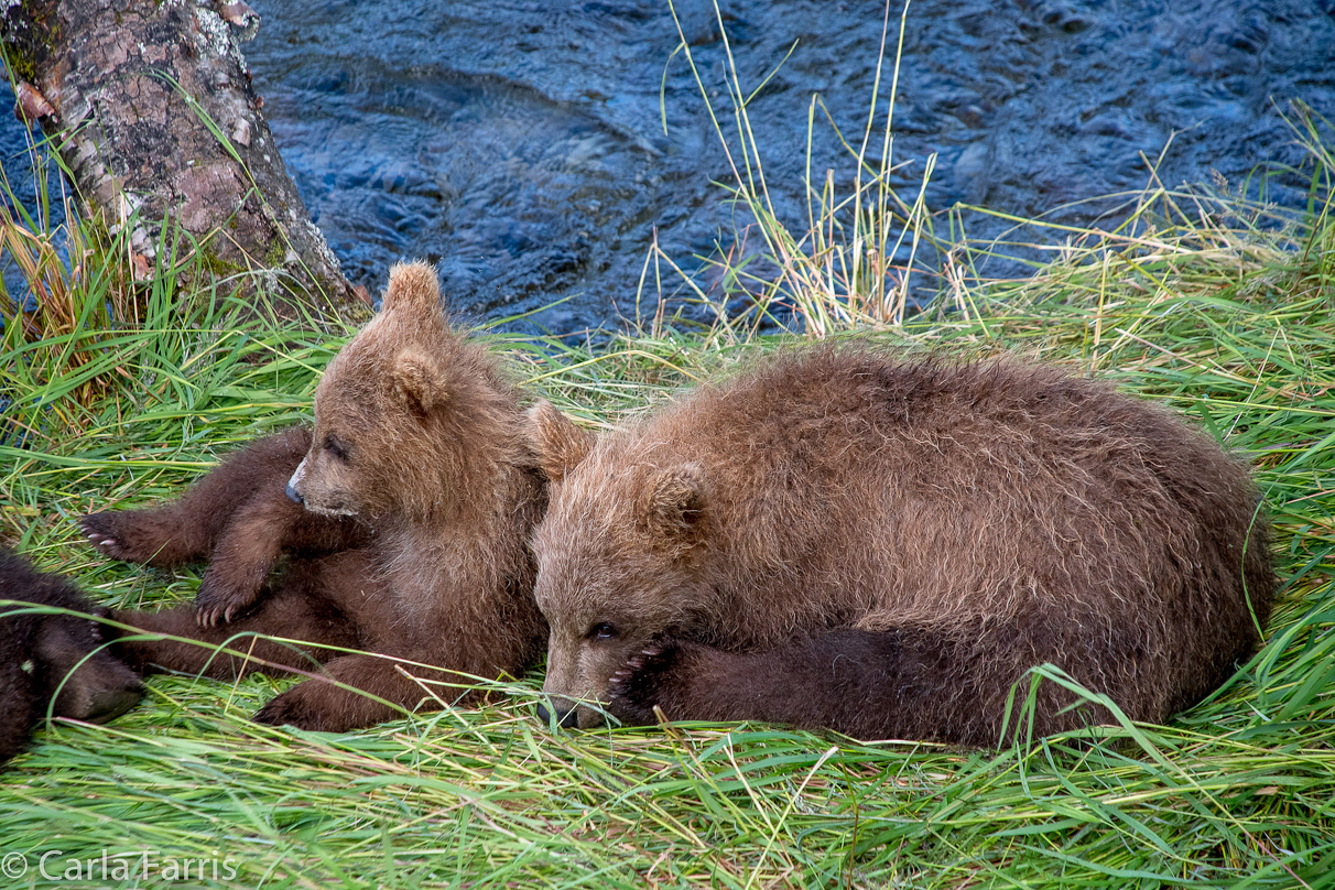 Grazer (128) cub(s)