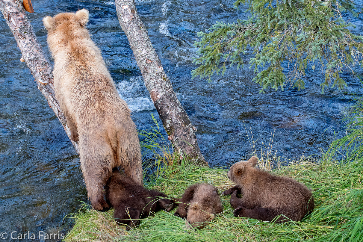 Grazer (128) & cubs