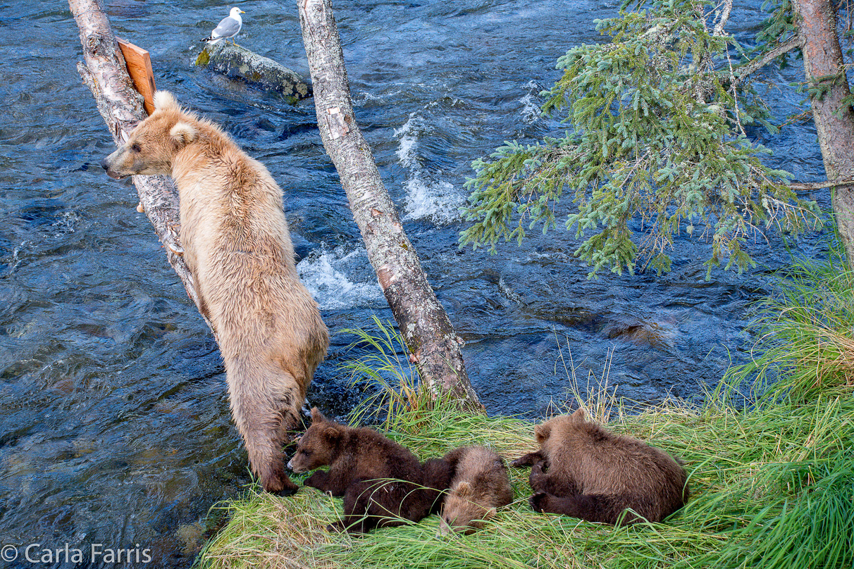 Grazer (128) & cubs