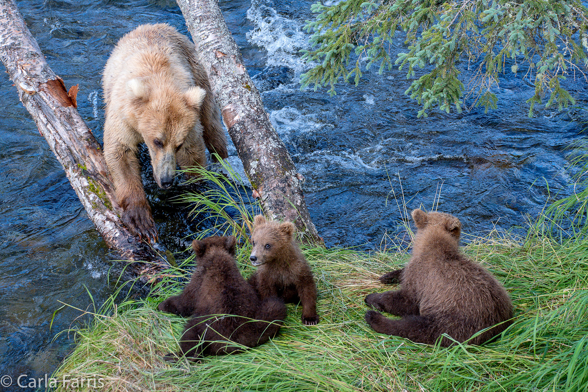 Grazer (128) & cubs