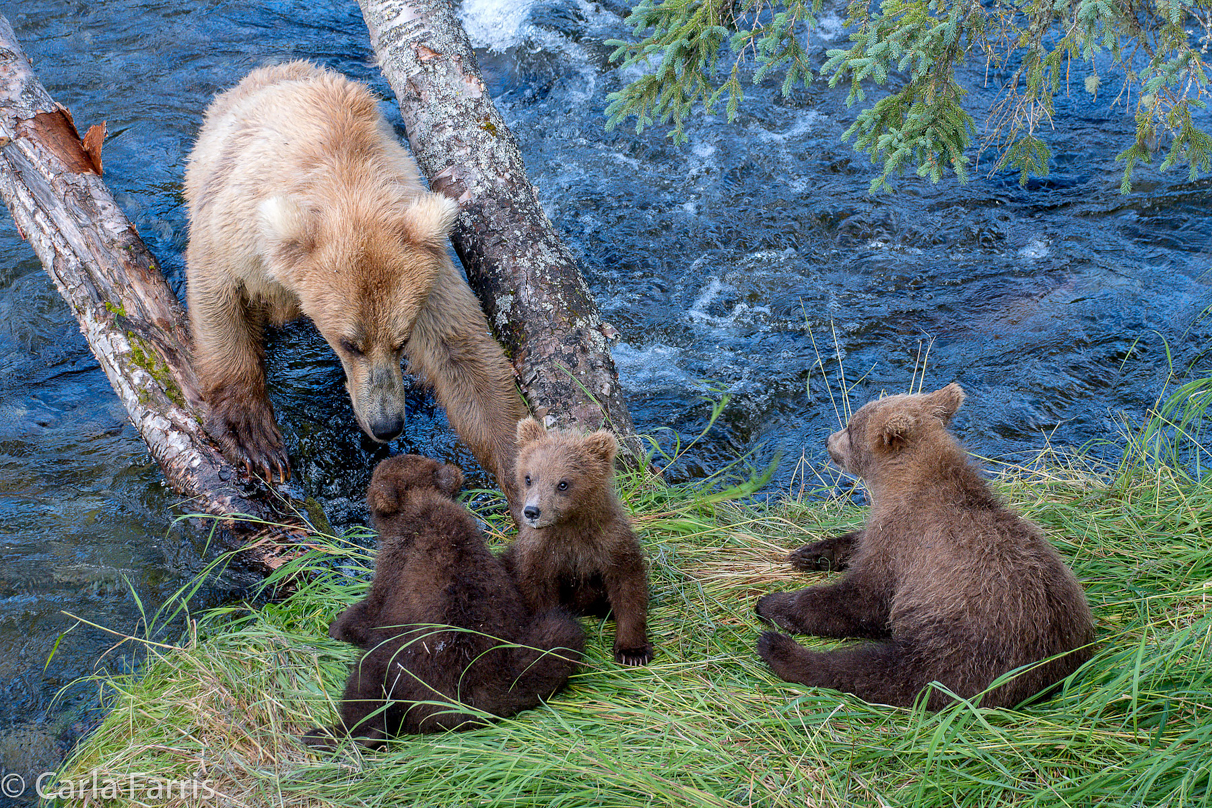 Grazer (128) & cubs