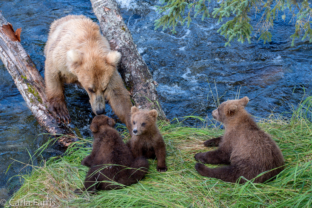 Grazer (128) & cubs