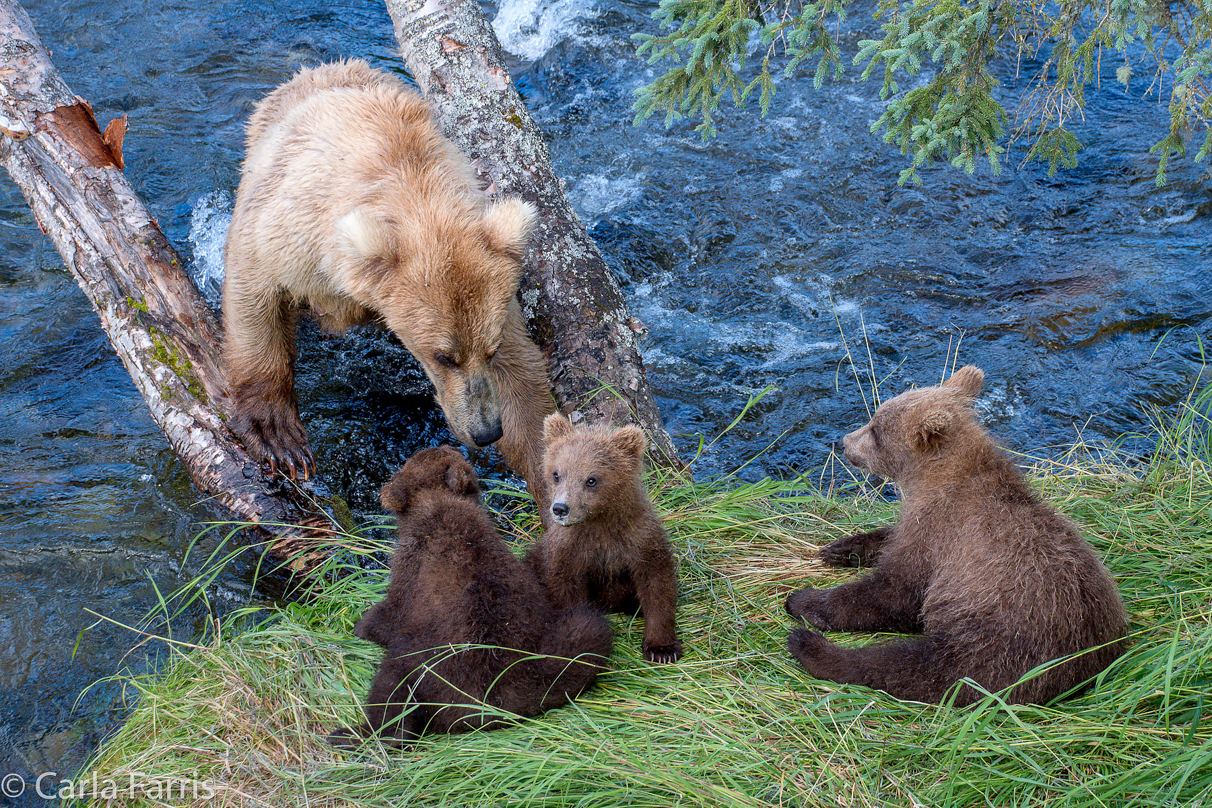 Grazer (128) & cubs