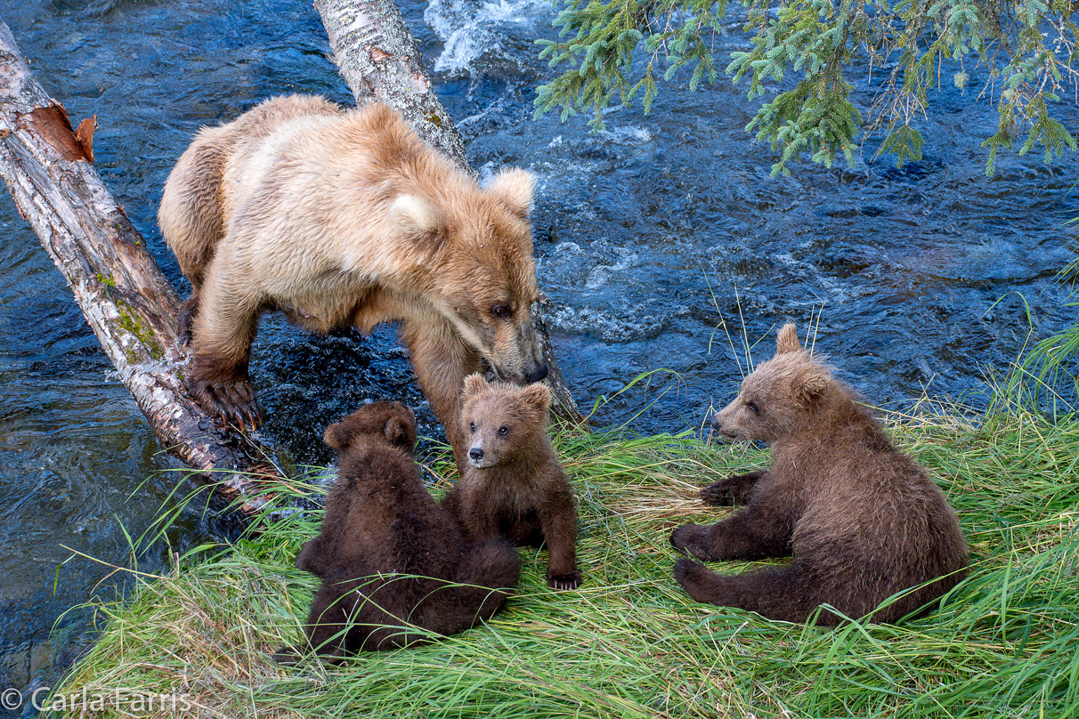 Grazer (128) & cubs