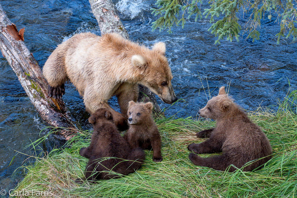 Grazer (128) & cubs