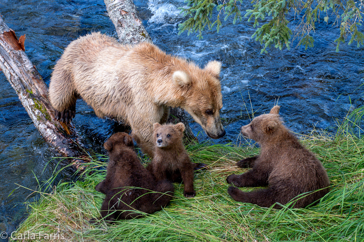 Grazer (128) & cubs