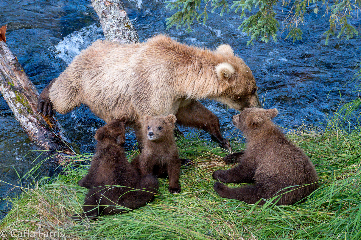 Grazer (128) & cubs