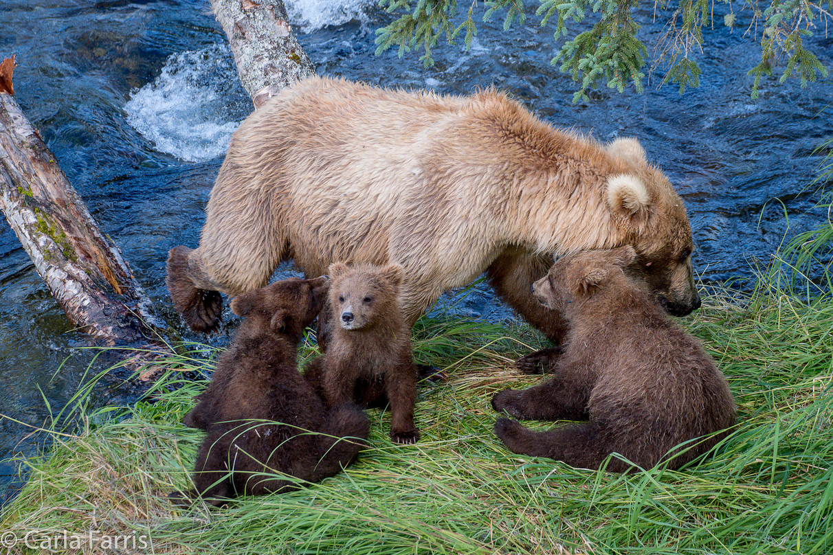 Grazer (128) & cubs