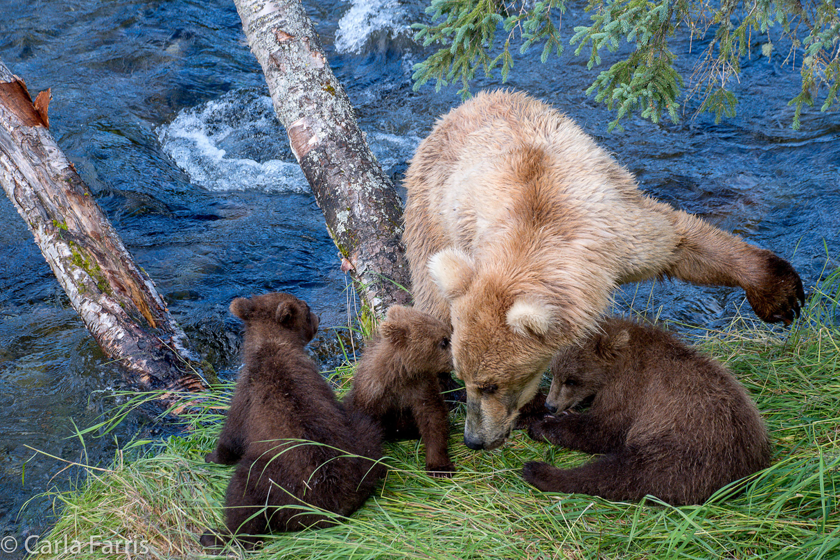 Grazer (128) & cubs