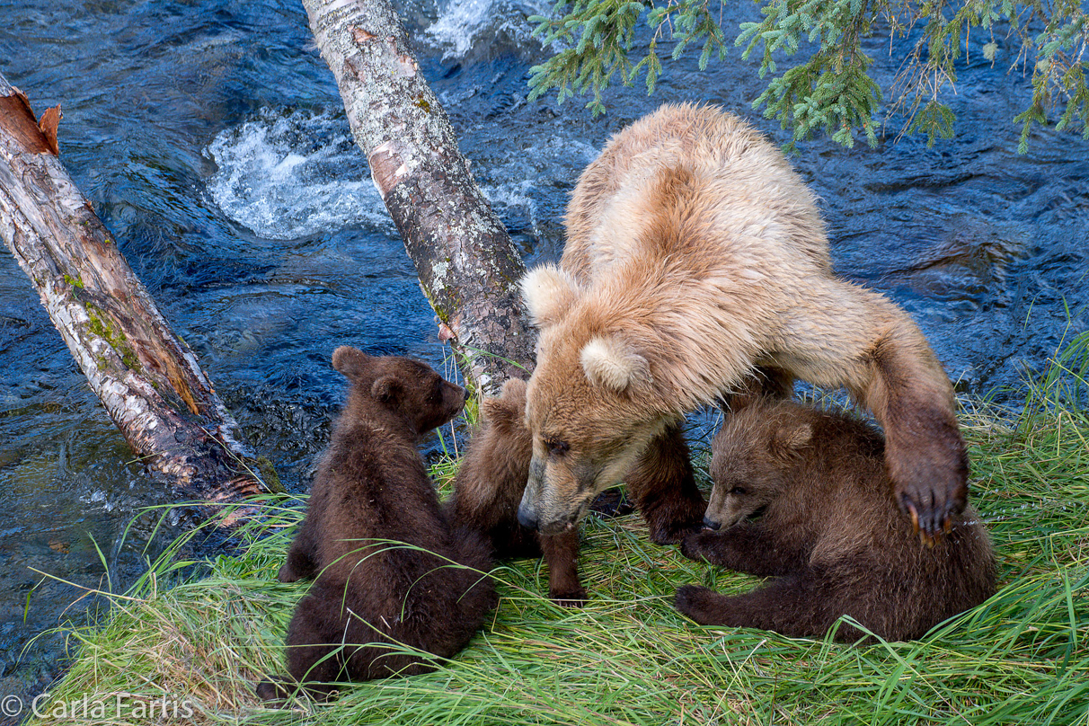 Grazer (128) & cubs