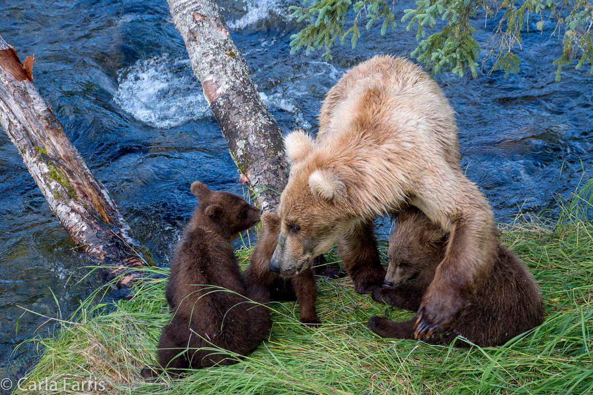 Grazer (128) & cubs