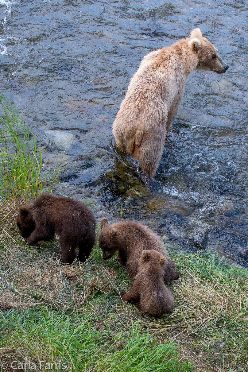 Grazer (128) & cubs