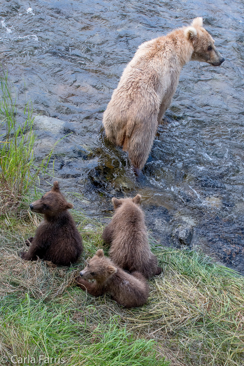 Grazer (128) & cubs