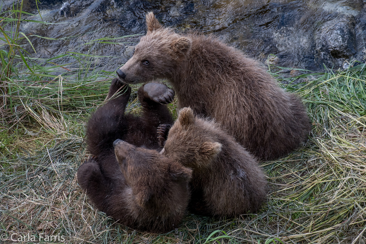 Grazer (128) cub(s)