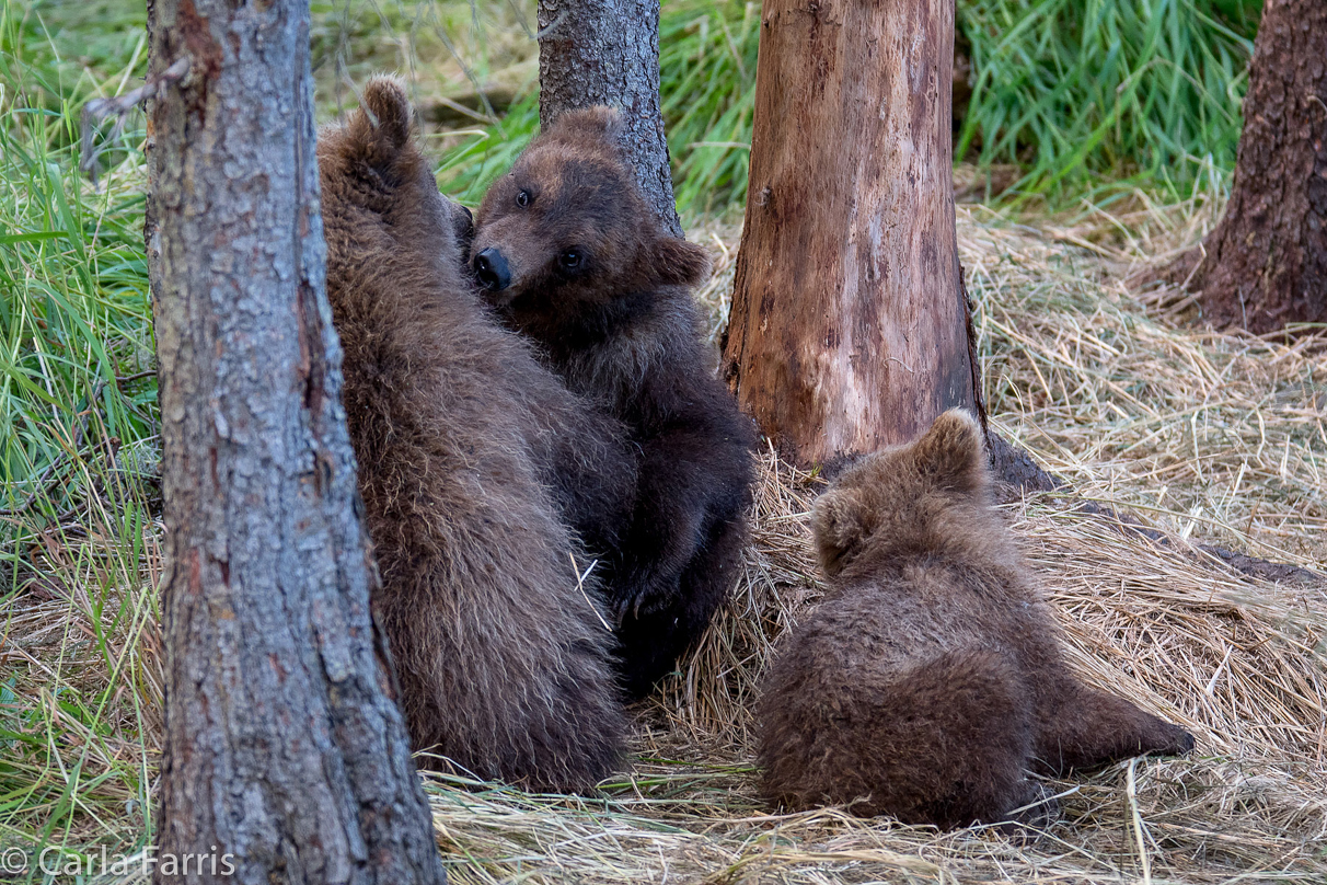 Grazer (128) cub(s)