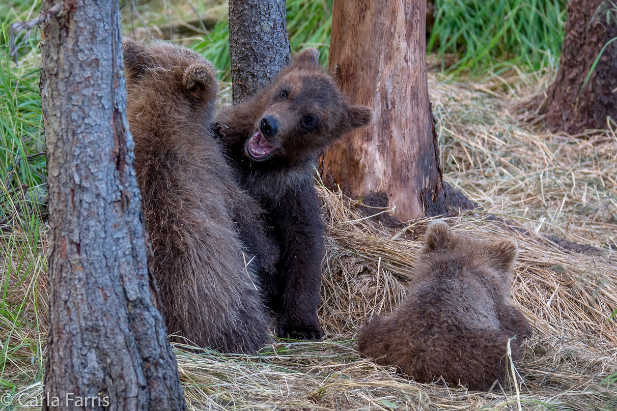 Grazer (128) cub(s)