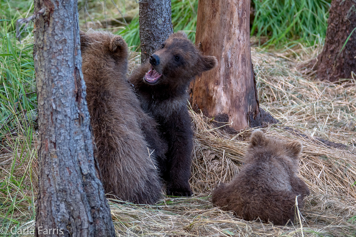 Grazer (128) cub(s)