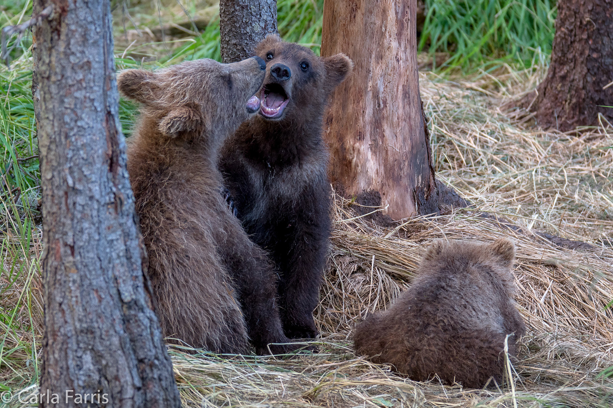 Grazer (128) cub(s)