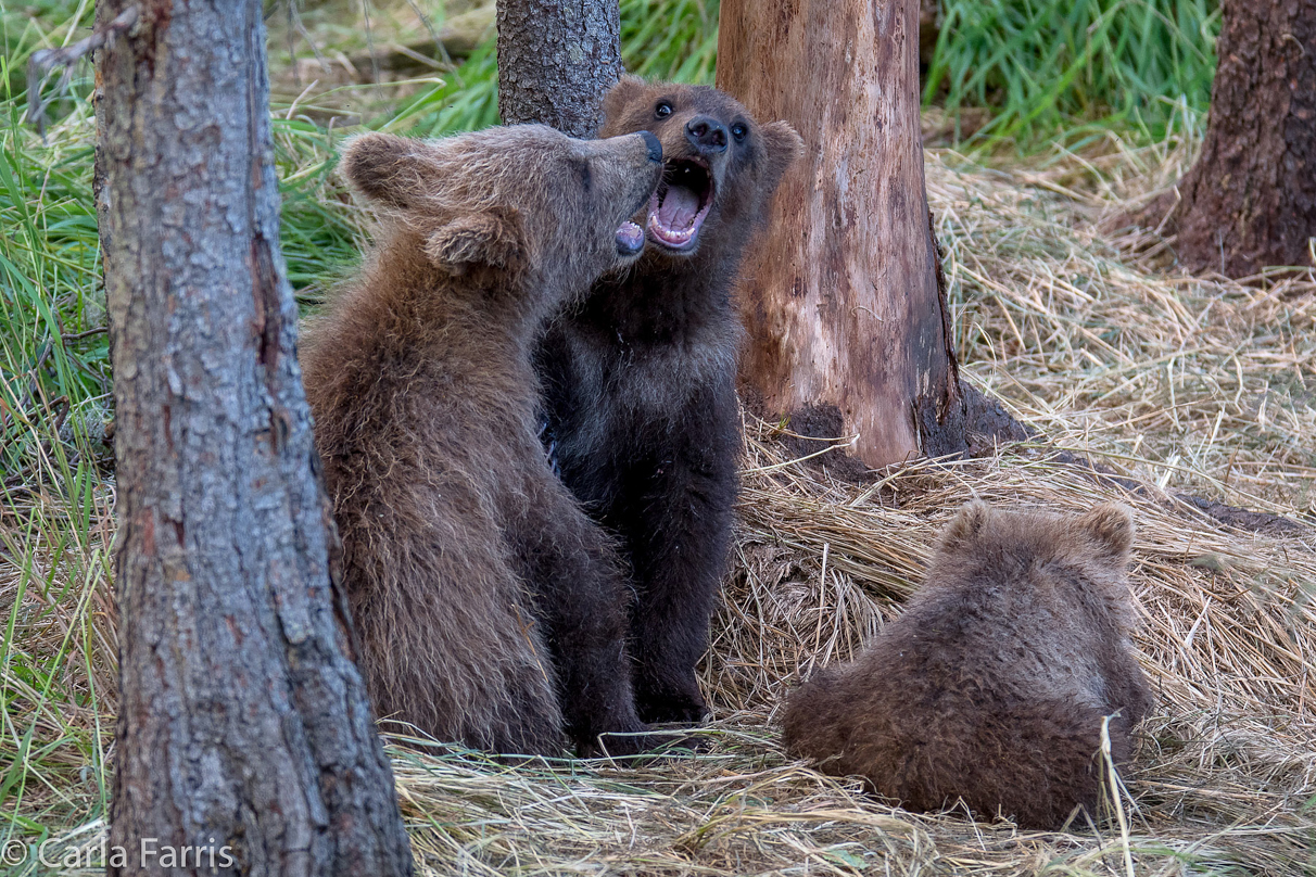 Grazer (128) cub(s)