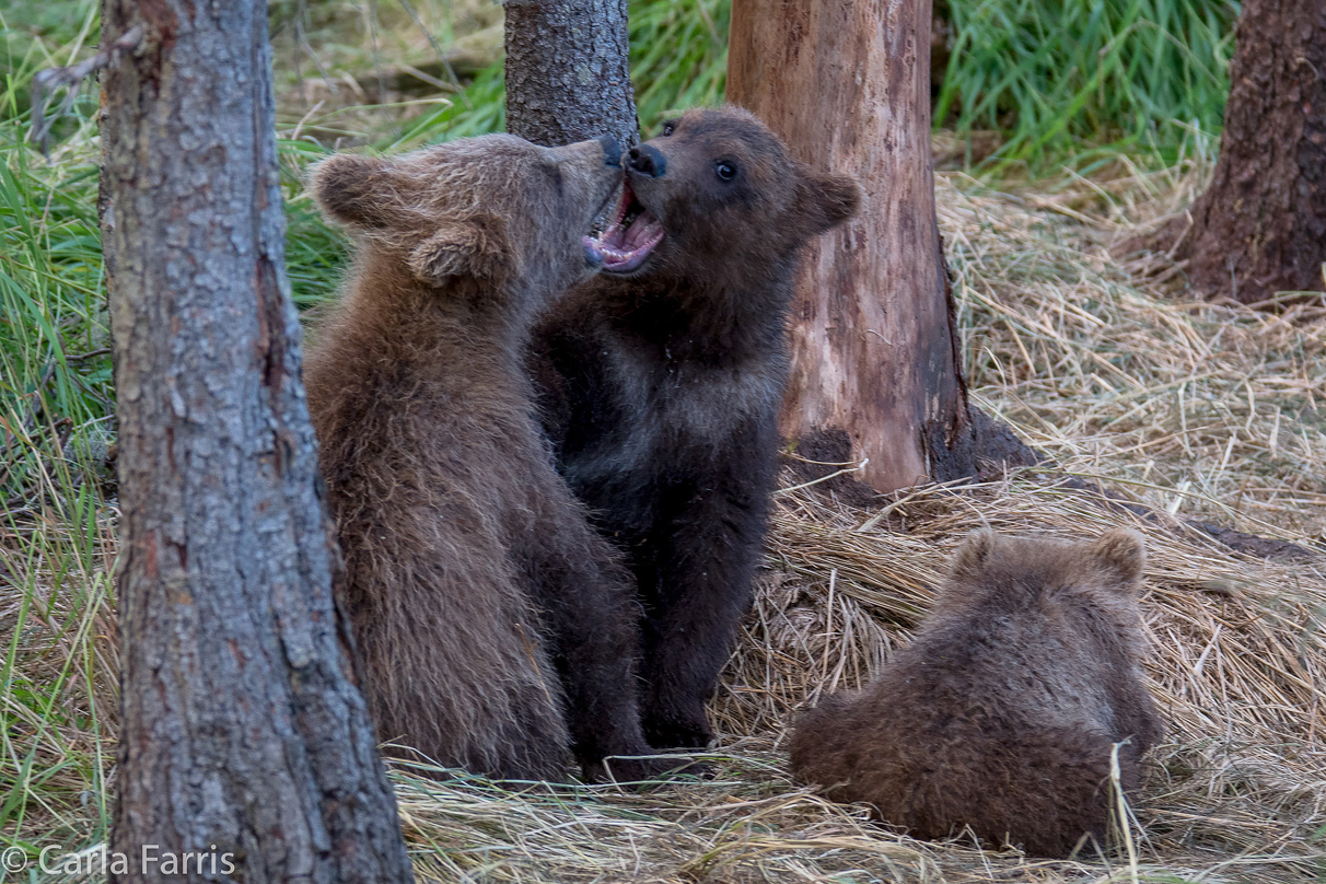 Grazer (128) cub(s)