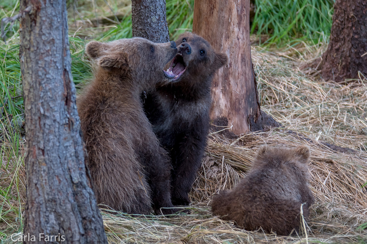 Grazer (128) cub(s)