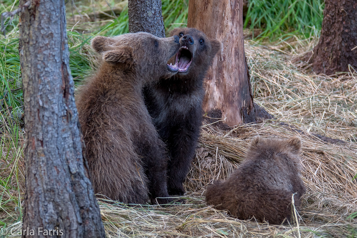 Grazer (128) cub(s)