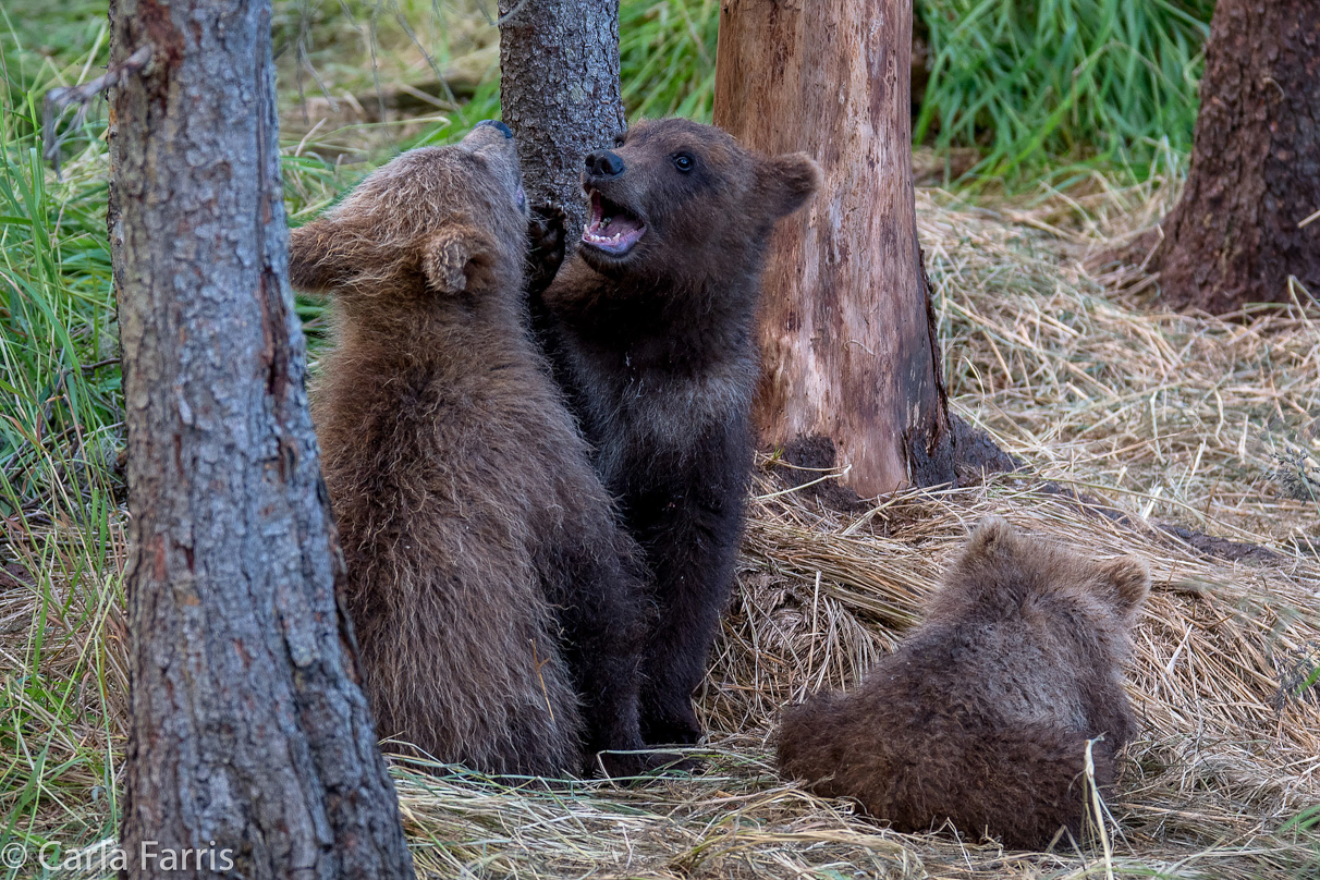 Grazer (128) cub(s)