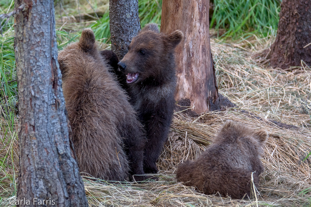 Grazer (128) cub(s)