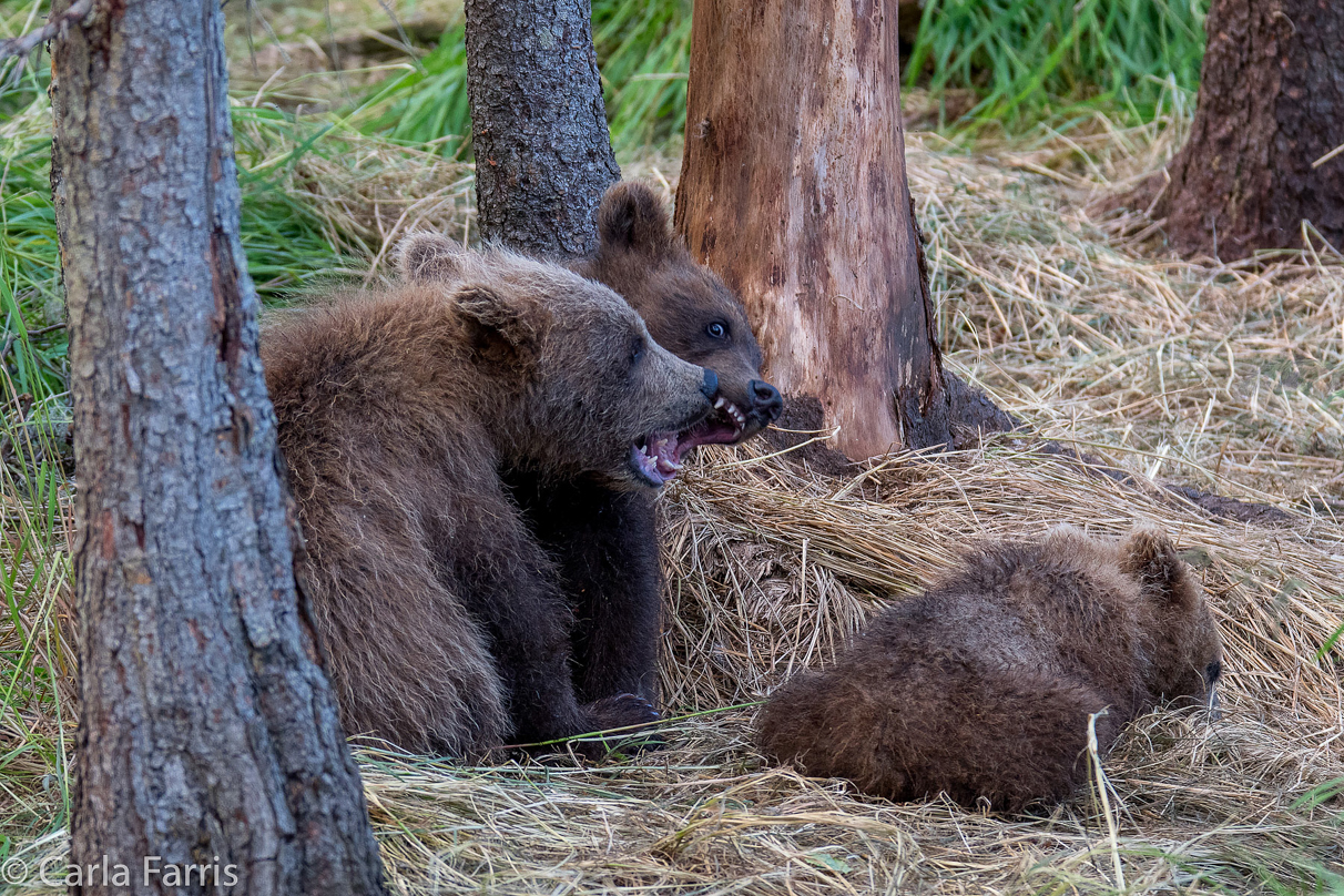 Grazer (128) cub(s)