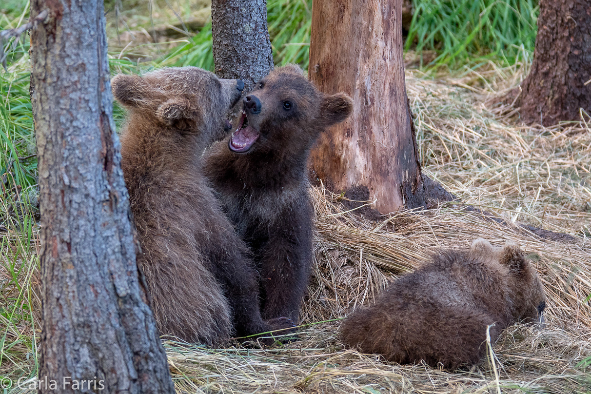 Grazer (128) cub(s)