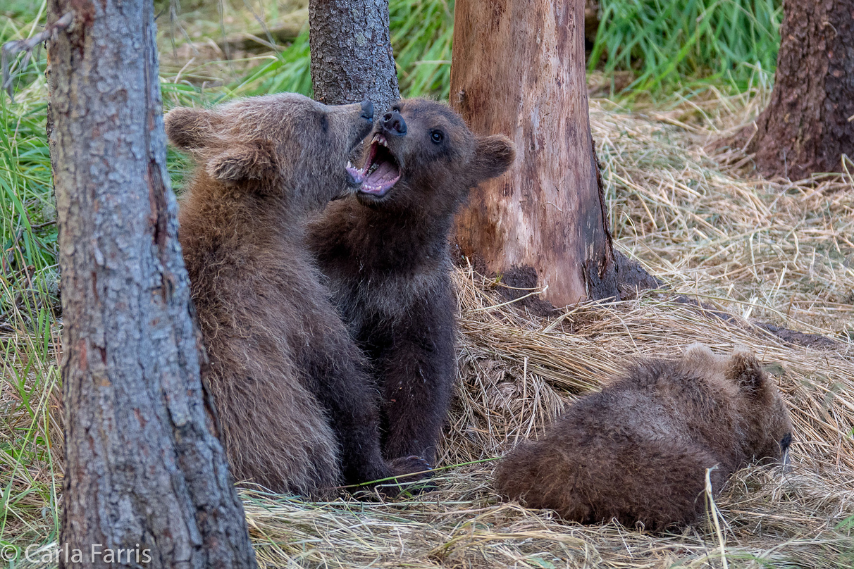 Grazer (128) cub(s)