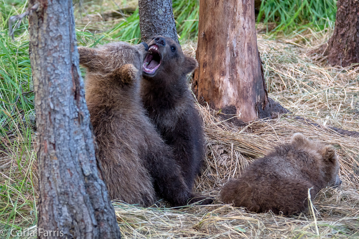 Grazer (128) cub(s)