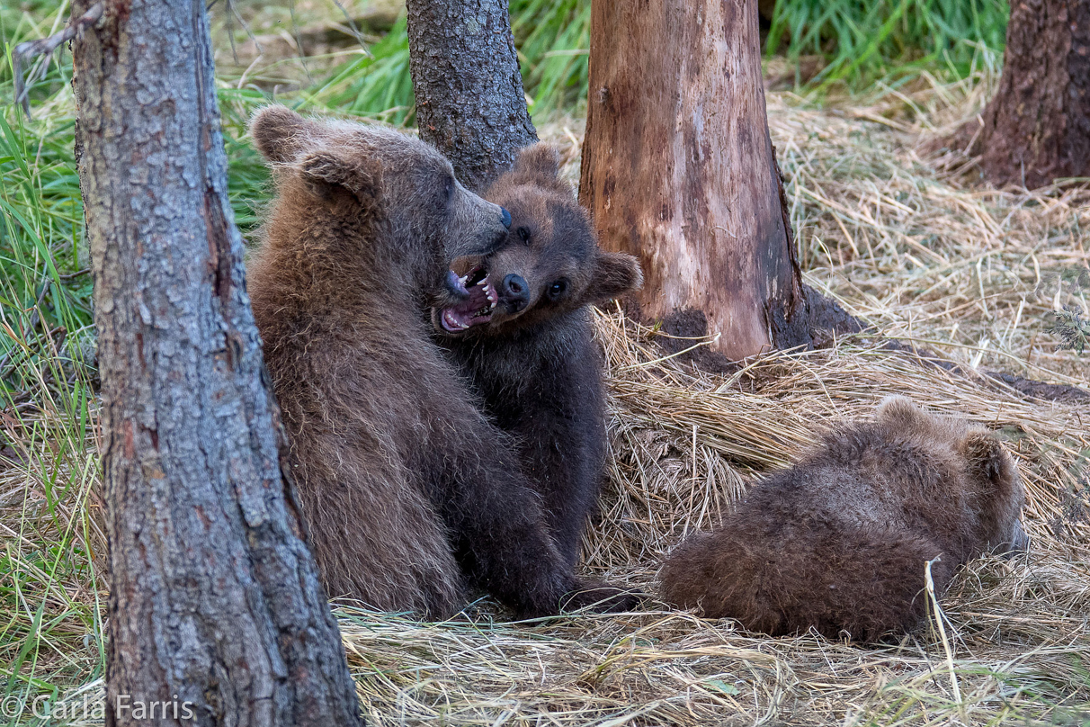 Grazer (128) cub(s)