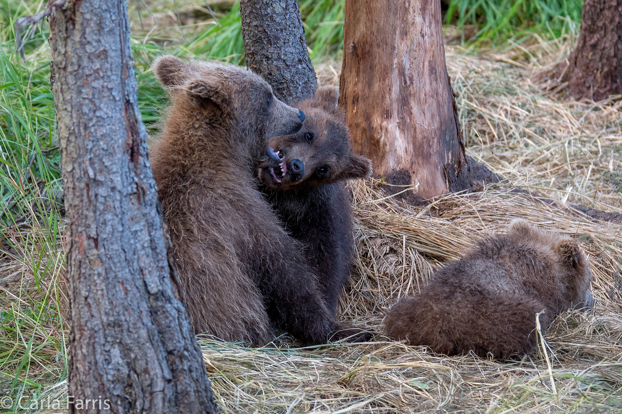 Grazer (128) cub(s)