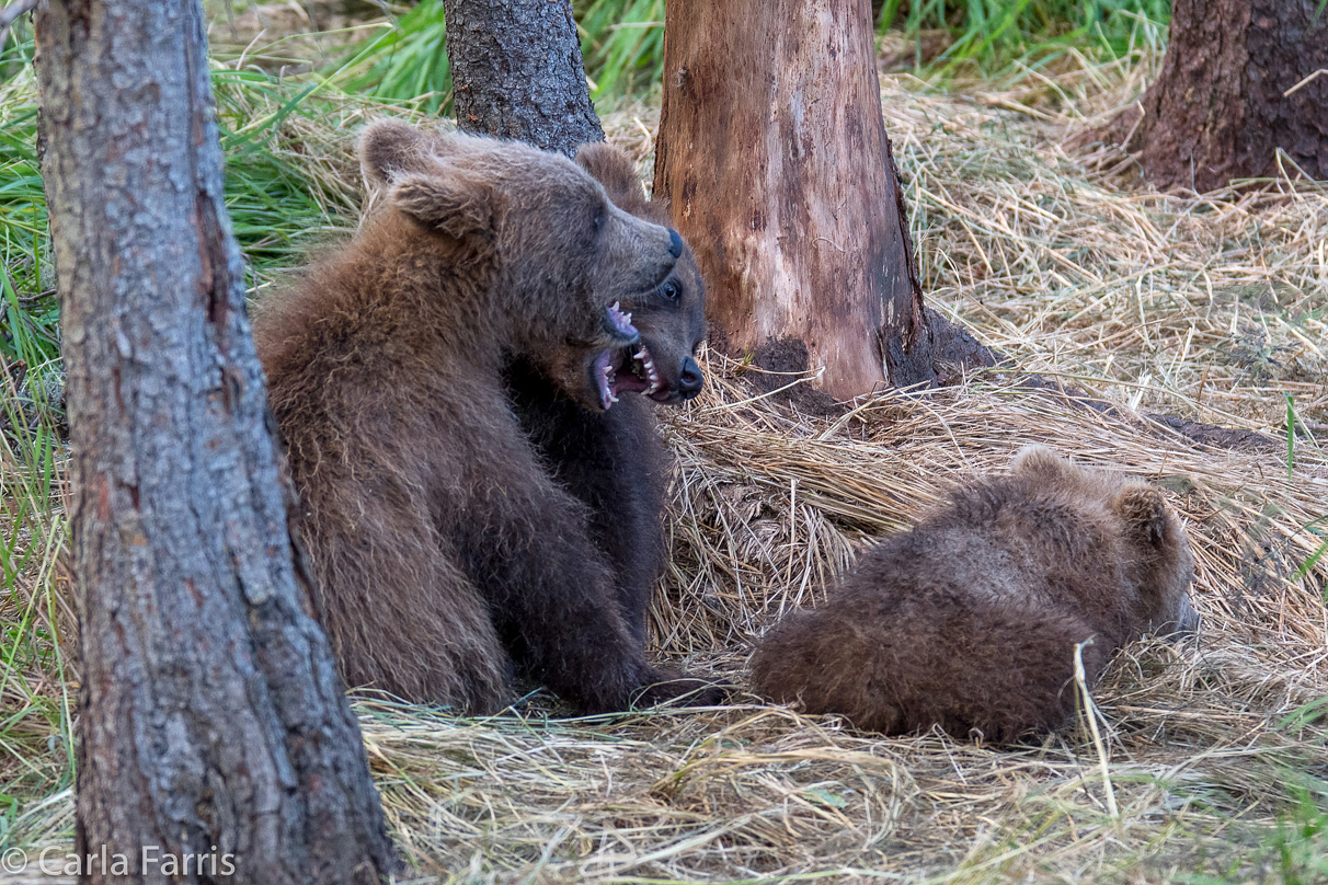 Grazer (128) cub(s)