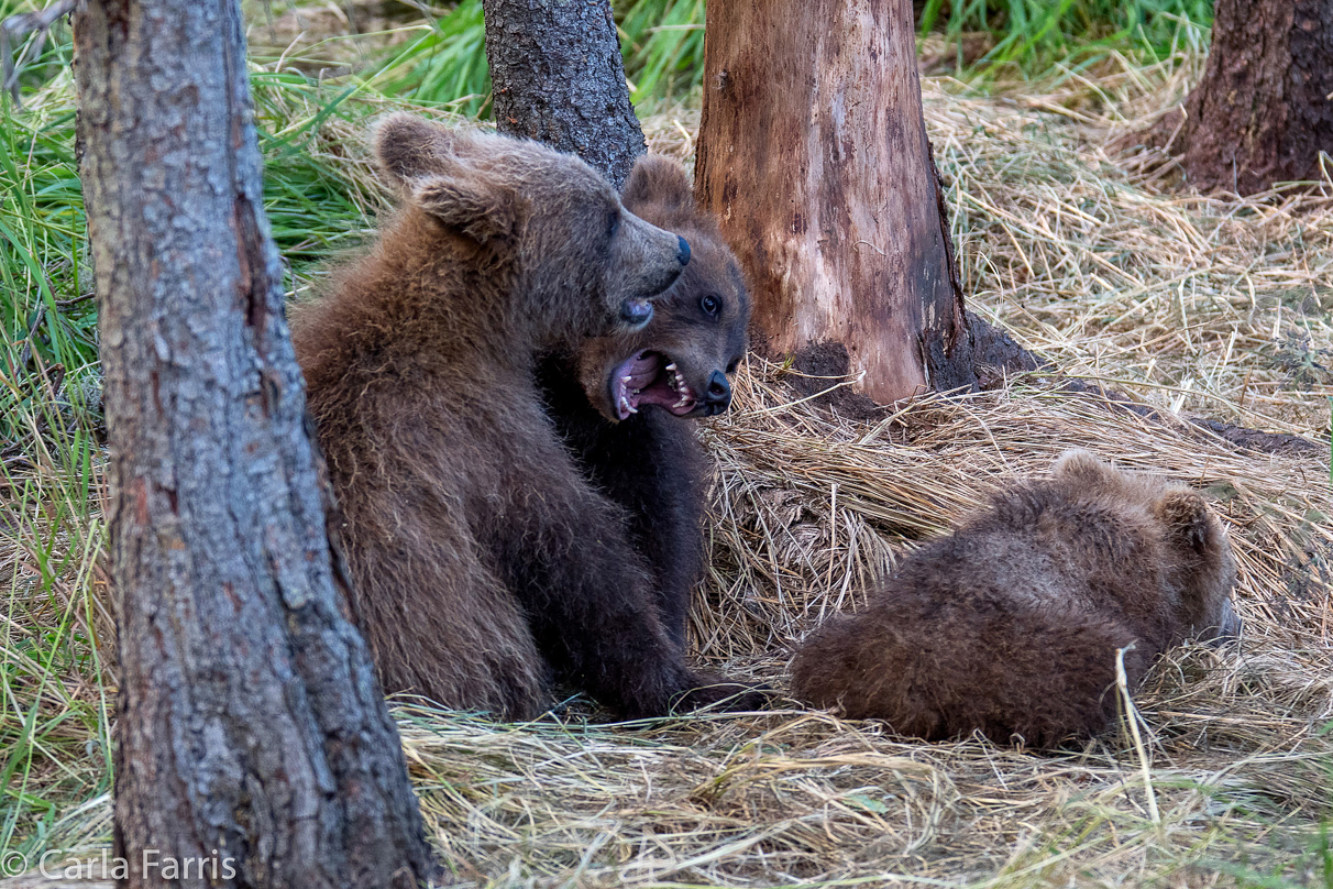 Grazer (128) cub(s)