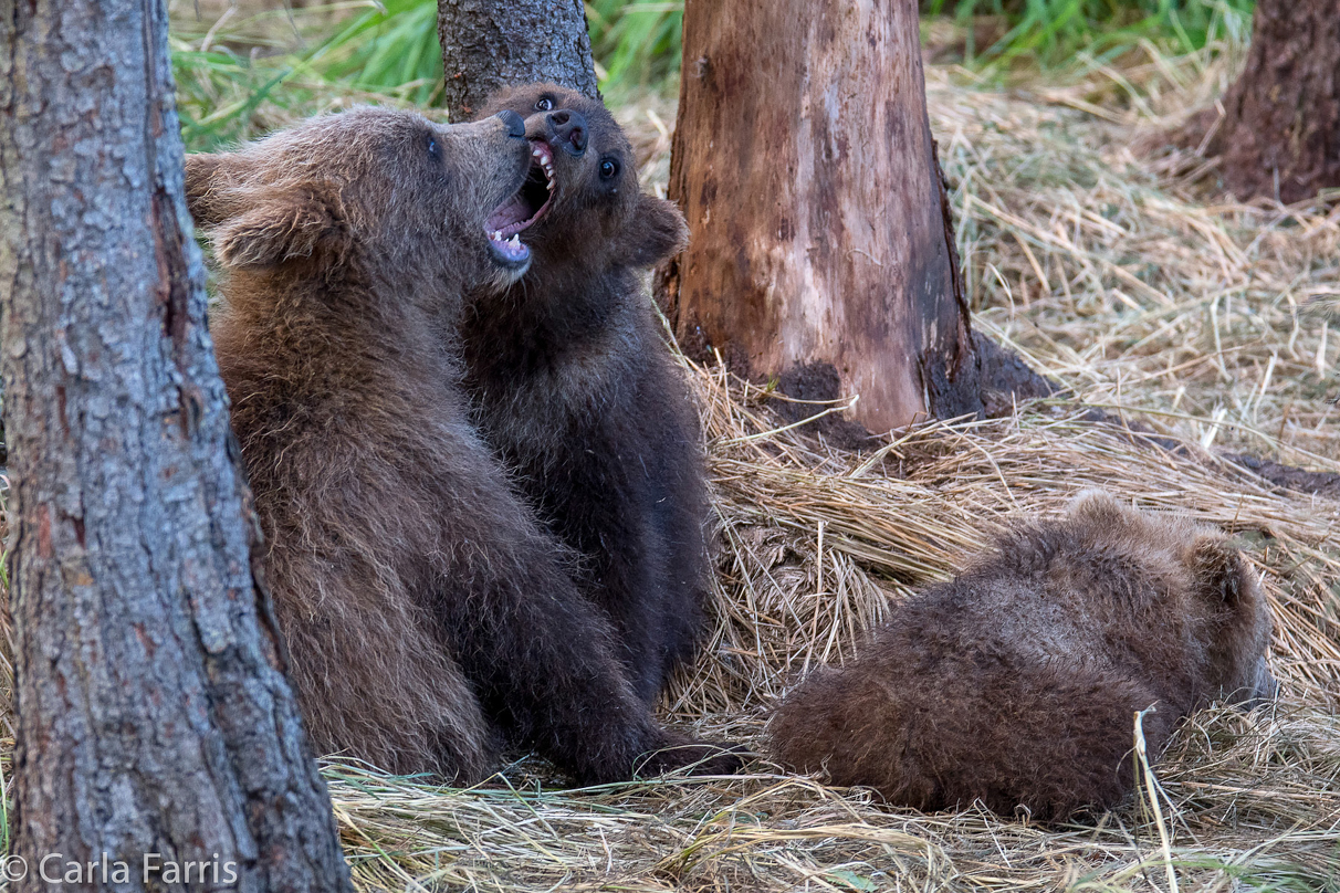 Grazer (128) cub(s)