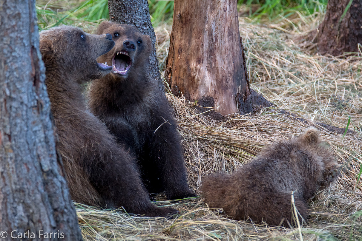 Grazer (128) cub(s)