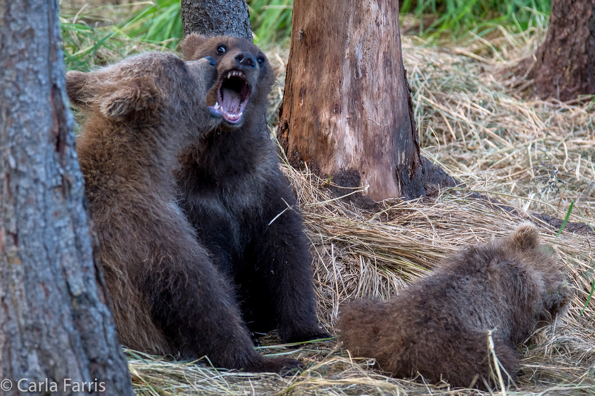 Grazer (128) cub(s)