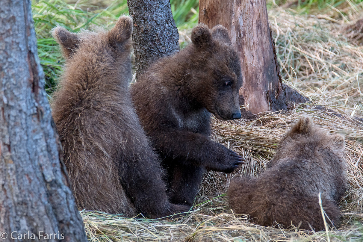 Grazer (128) cub(s)