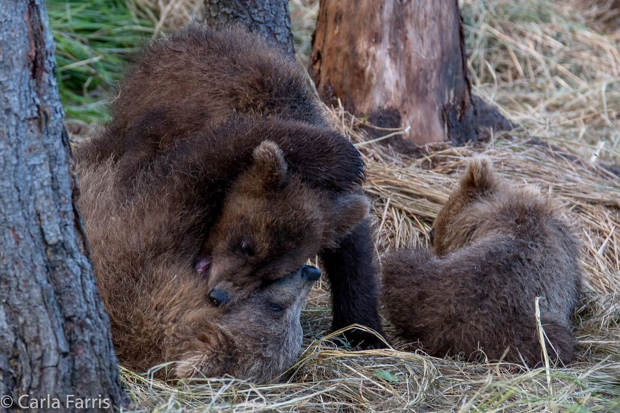 Grazer (128) cub(s)