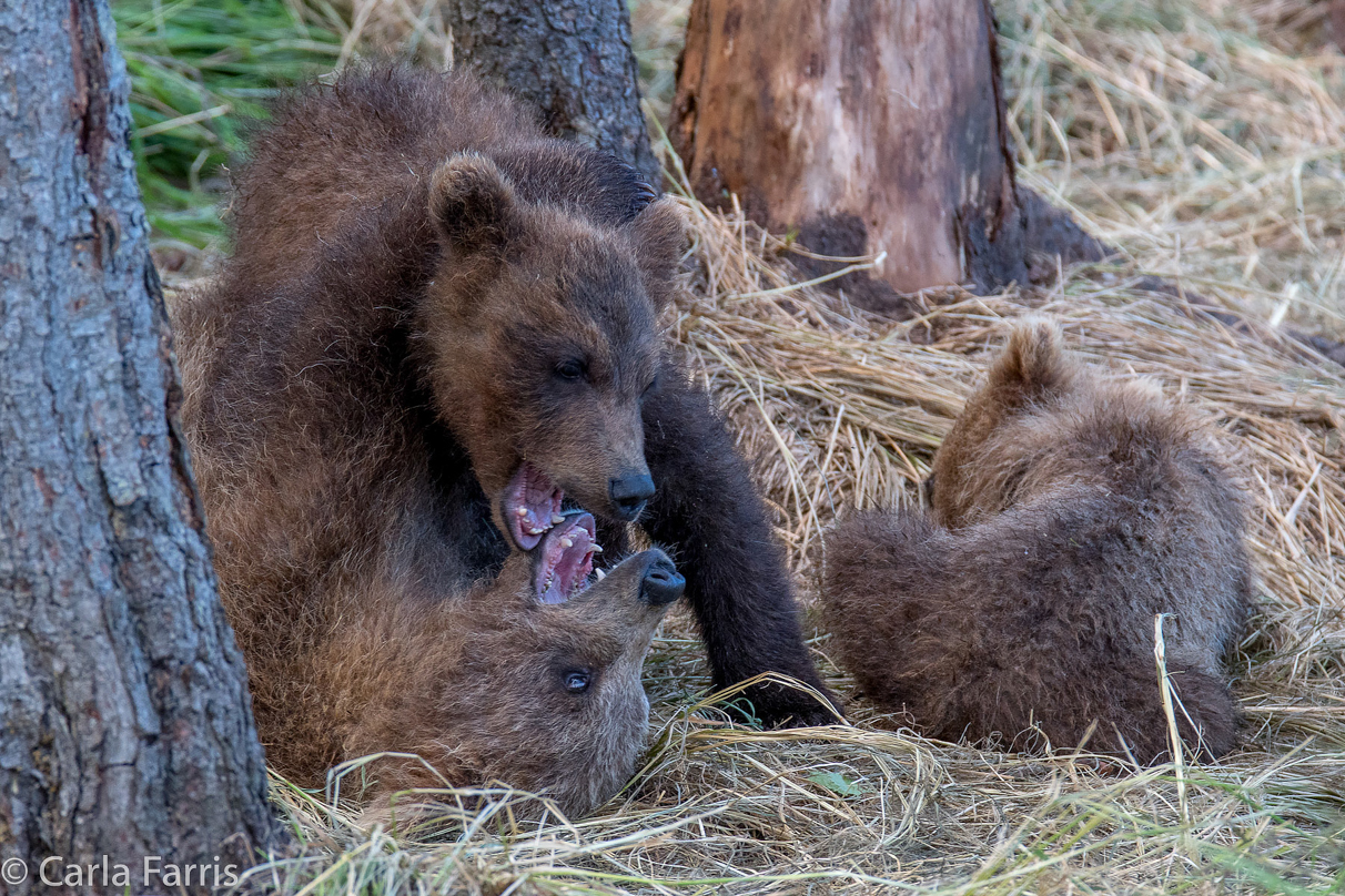 Grazer (128) cub(s)