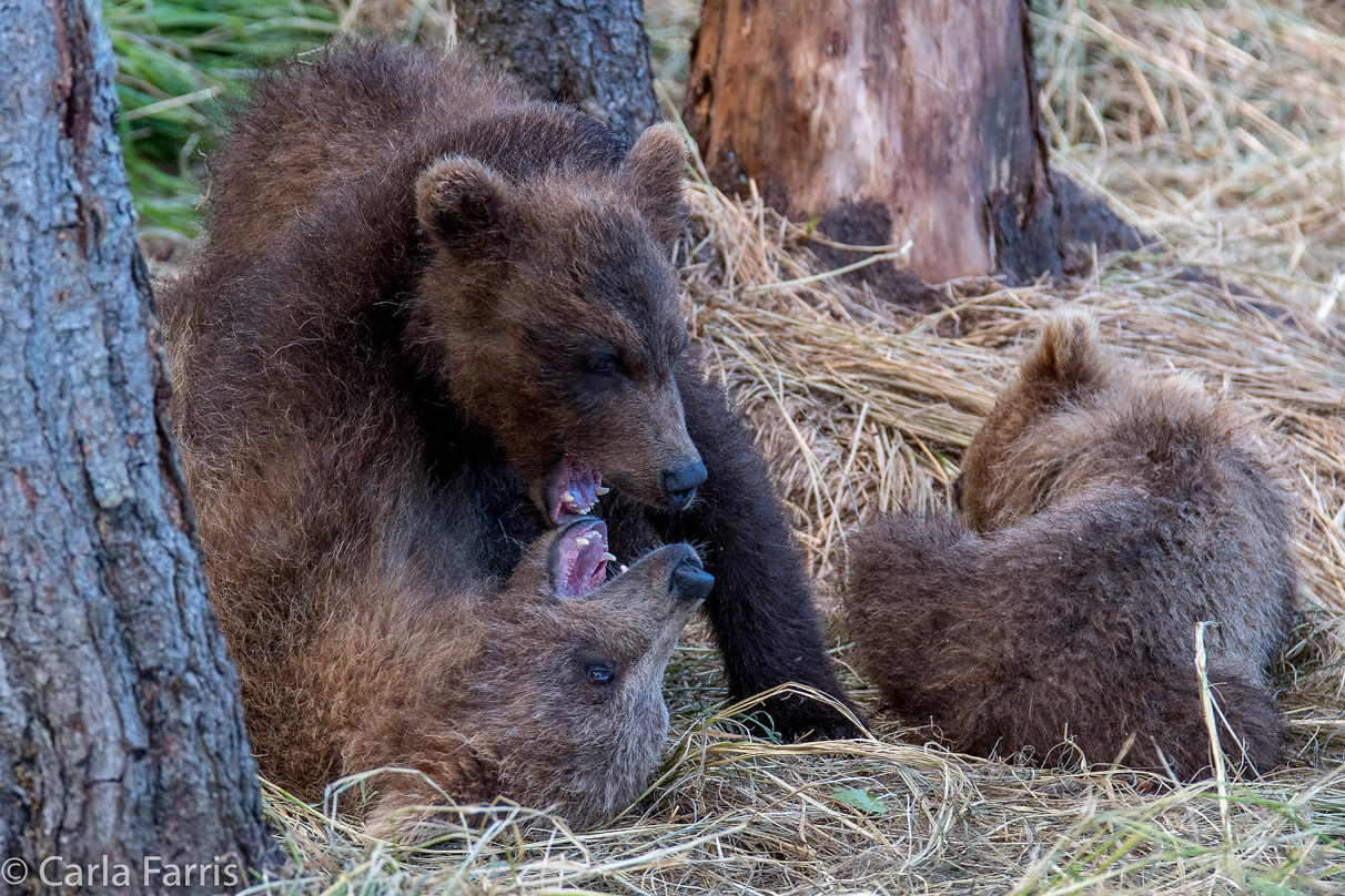 Grazer (128) cub(s)